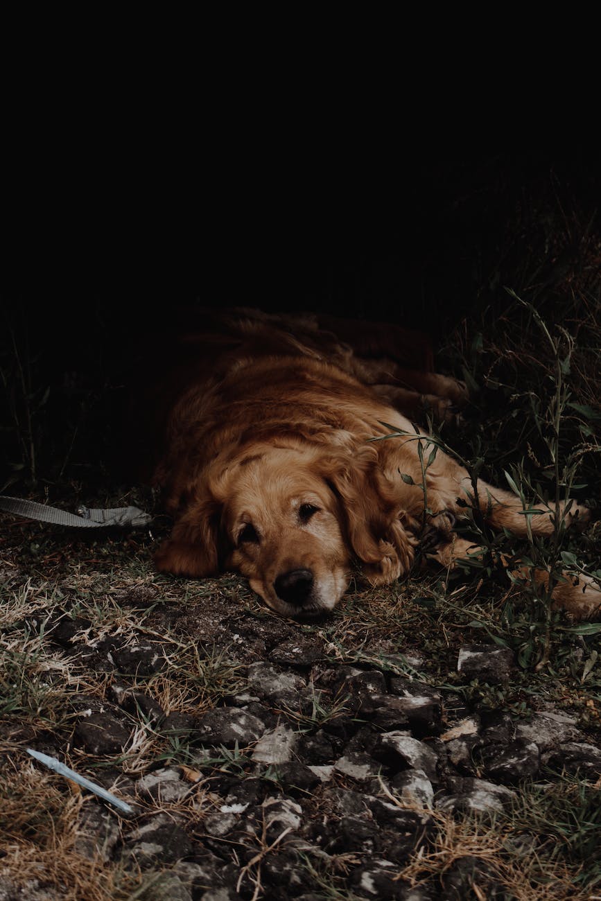 photo of sad dog lying down on the ground